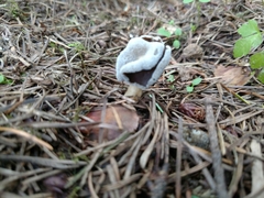 Helvella compressa