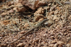 Aspidoscelis sonorae