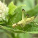 Forbes' Tree Cricket - Photo (c) Connor Ross, some rights reserved (CC BY-NC), uploaded by Connor Ross