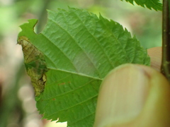 Caloptilia ostryaeella
