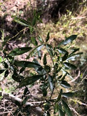 Jasminum didymum racemosum