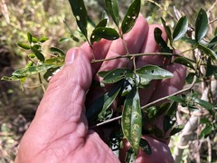Jasminum didymum racemosum