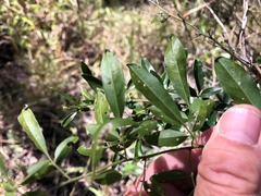 Jasminum didymum racemosum