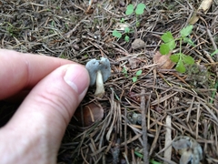 Helvella compressa