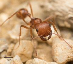 Pogonomyrmex subnitidus