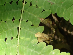 Chirosia filicis