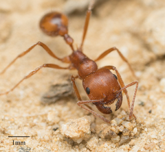 Pogonomyrmex subnitidus