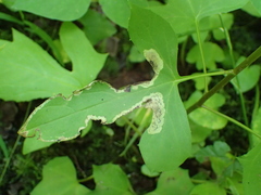Liriomyza orilliensis