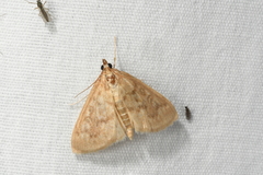 Framinghamia helvalis