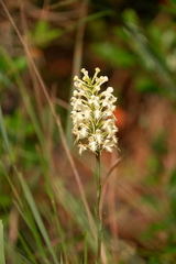 Platanthera × canbyi