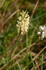 Platanthera × canbyi