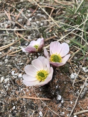 Ranunculus andersonii