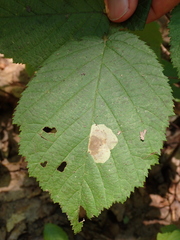 Cameraria corylisella