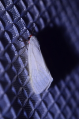 Pygarctia