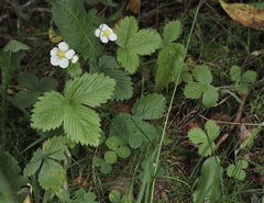 Fragaria vesca americana
