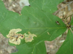 Cameraria hamadryadella