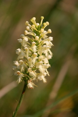 Platanthera × canbyi