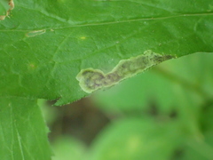 Nemorimyza posticata