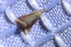 Microtheoris