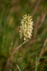 Platanthera × canbyi