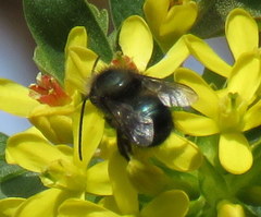Osmia lignaria propinqua