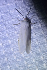 Pygarctia