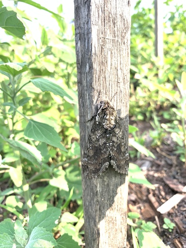 Tobacco hornworm