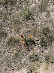 Gaillardia × grandiflora