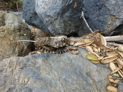 Lampropeltis multifasciata