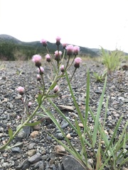 Erigeron acris kamtschaticus