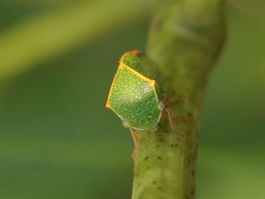 Stictocephala brevicornis
