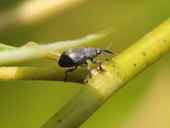 Trichapion rostrum