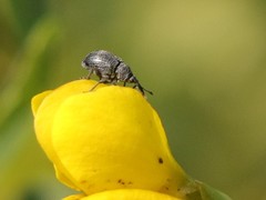 Trichapion rostrum