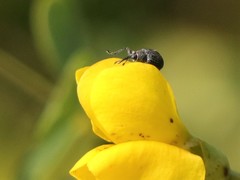 Trichapion rostrum