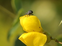 Trichapion rostrum