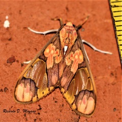 Neonerita dorsipuncta