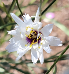 Catananche caerulea
