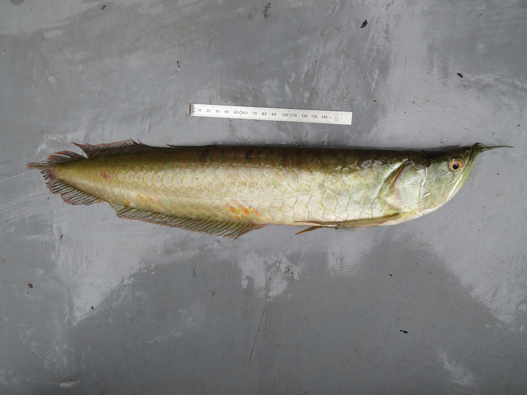 South American Arowanas