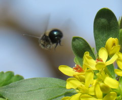 Osmia lignaria propinqua