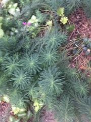 Euphorbia cyparissias
