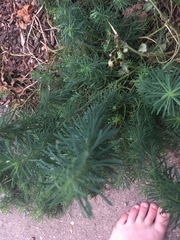 Euphorbia cyparissias