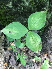 Trillium grandiflorum