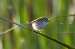 Cisticola marginatus