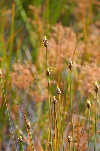 Image of Xyris smalliana by (c) Bonnie Semmling, some rights reserved (CC BY)