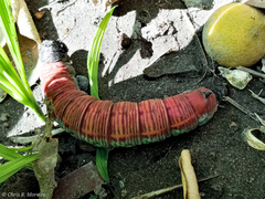 Pachylia ficus