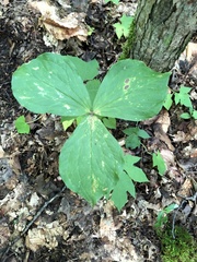 Trillium grandiflorum