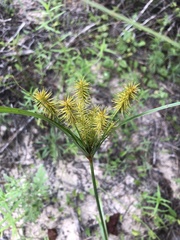 Cyperus hystricinus