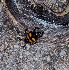 Nicrophorus defodiens