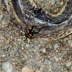 Nicrophorus defodiens