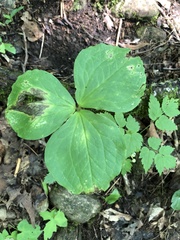 Trillium grandiflorum